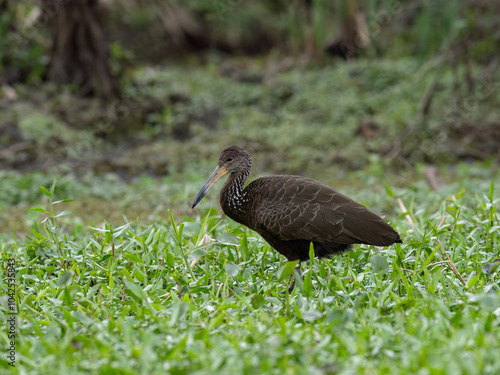 Limpkin foraging on the pond covered with dense vegetation photo