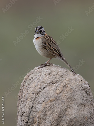 A Rufous-collared Sparrow perched atop the nest built by a Rufous Hornero photo