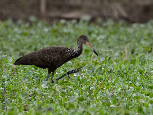 Limpkin foraging on the pond covered with dense vegetation photo