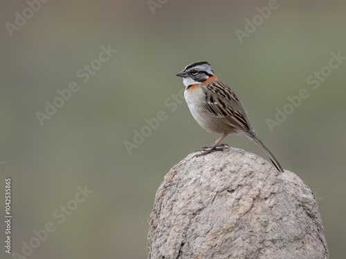 A Rufous-collared Sparrow perched atop the nest built by a Rufous Hornero photo