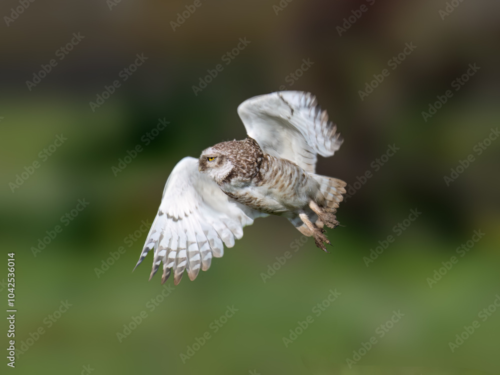 Obraz premium Burrowing Owl in flight against a blurred green background