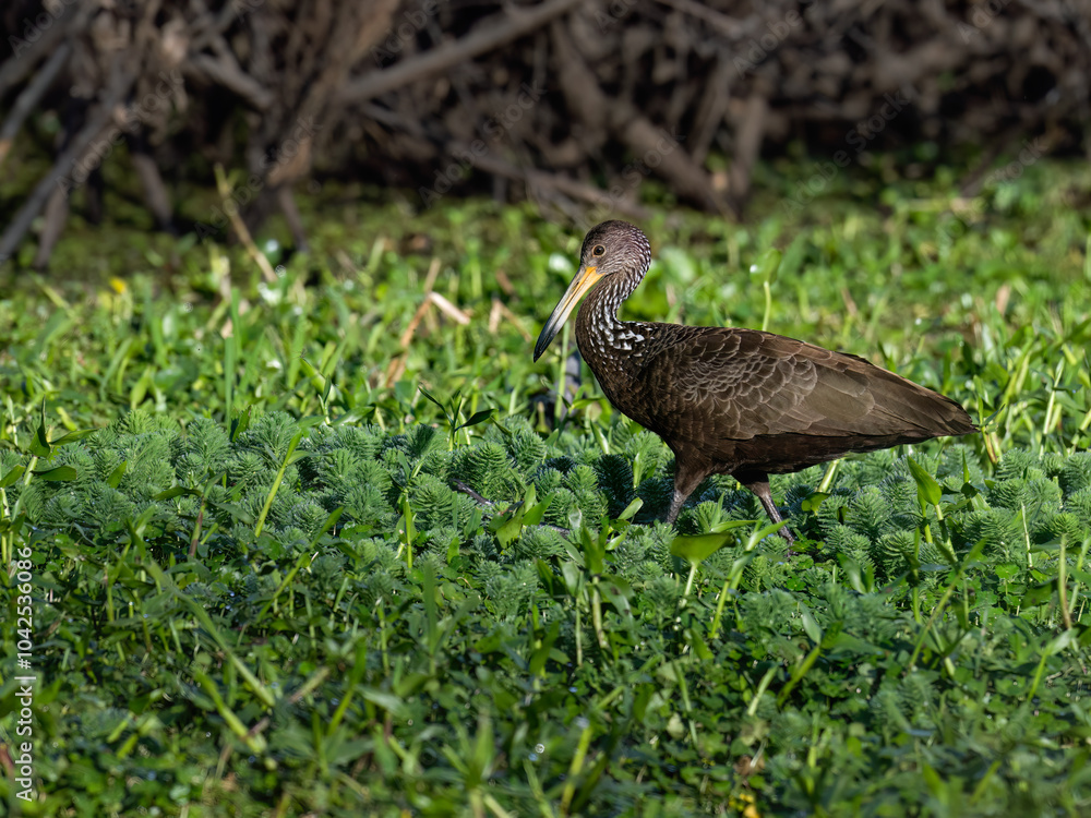 Limpkin foraging on the pond covered with dense vegetation Limpkin foraging on the pond covered with dense vegetation