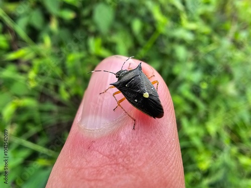 close up of a stink bug on a human finger in the forest photo