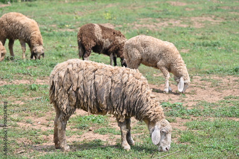 Sheeps with dirty hair eating grass in rural field. Sheep is a farm animal with thick wool that eats grass and is kept for its wool, skin, and meat. Sheeps with dirty hair eating grass in rural field. Sheep is a farm animal with thick wool that eats grass and is kept for its wool, skin, and meat.
