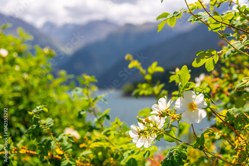 Tianshan Heavenly Lake Tianshan Tianchi at the foot of Bogda Peak behind the blossoming flowers photo