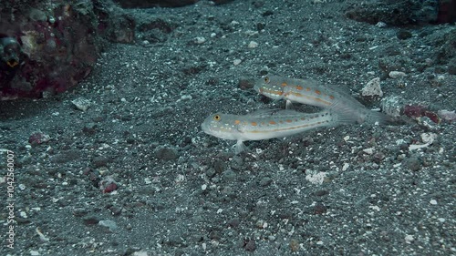 Two fish collect food from the sea floor by passing sand through their mouths. Orange Spotted Goby (Valenciennea puellaris)15 cm. ID: 2 bluish dash-lines on cheek. photo