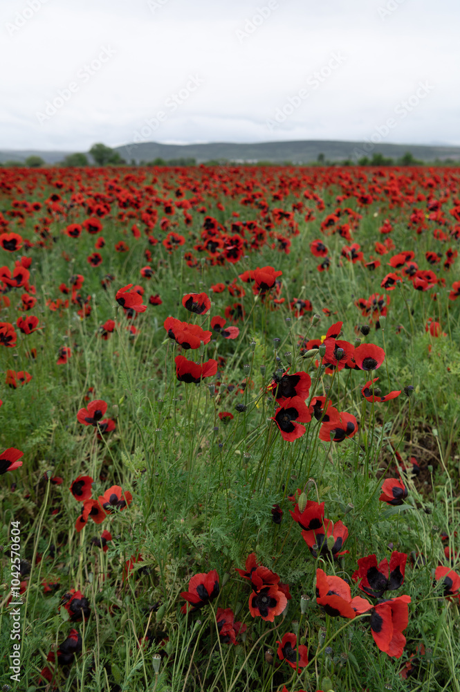 Obraz premium Flock of sheep walking on green meadow and poppy fields.