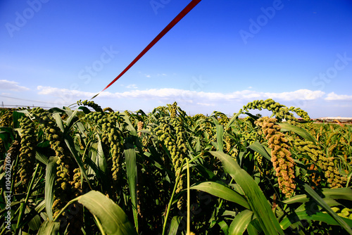 Mature millet in the farmland