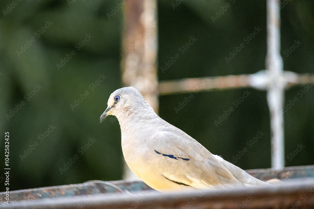 Rolinha. The picui dove, popularly known as the pajeú dove, São José dove and white dove, is a species of bird in the Columbidae family. Rolinha. The picui dove, popularly known as the pajeú dove, São José dove and white dove, is a species of bird in the Columbidae family.