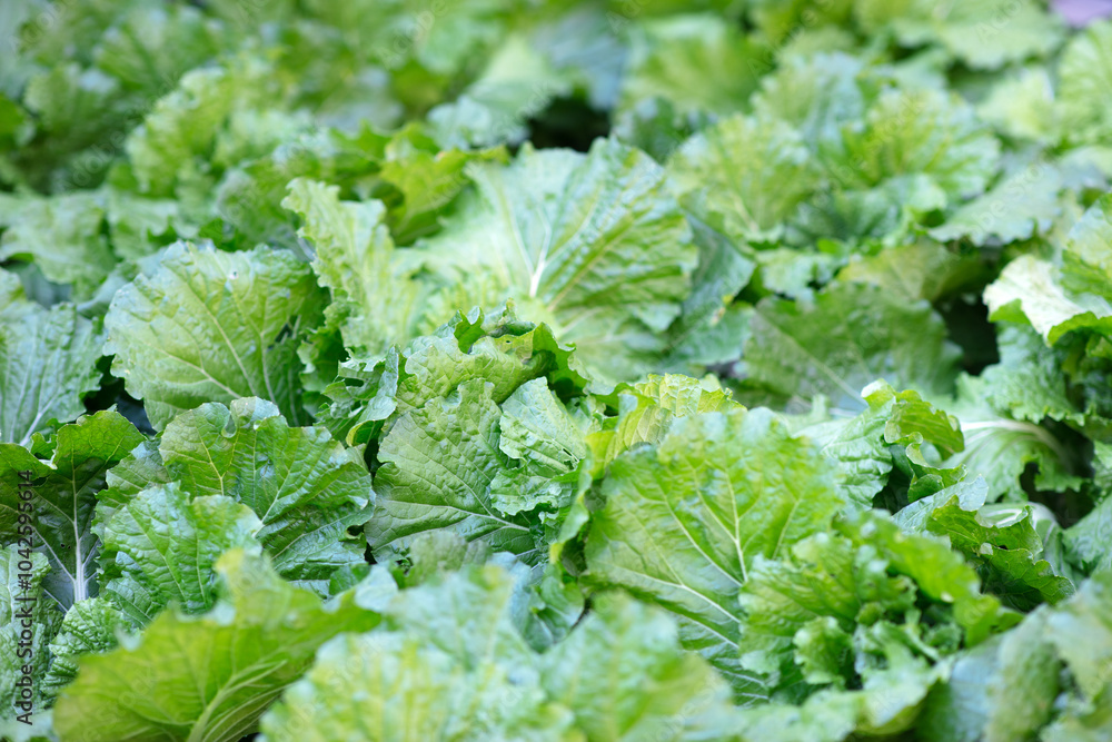 Fresh Chinese cabbage has not yet curled up Fresh Chinese cabbage has not yet curled up