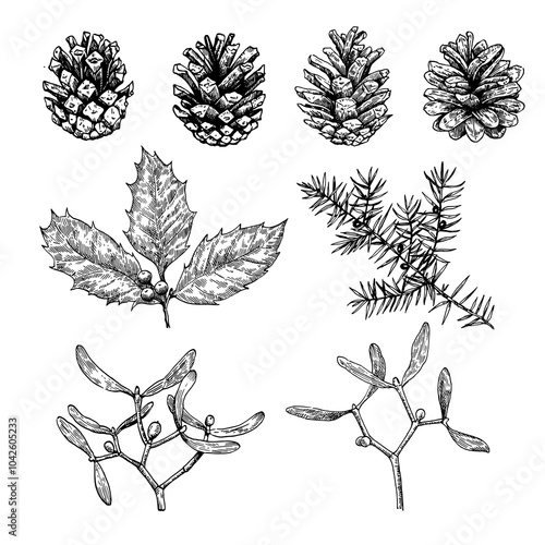 Big collection of Christmas plants, pine cones, holly, mistletoe and juniper. Black and white illustration. 
