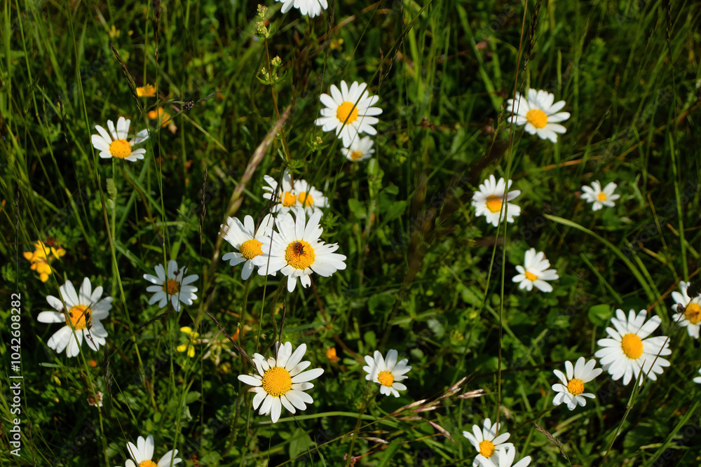 Fototapeta premium Tops of white daisies in green grass on a sunny spring day near Potzbach, Germany.