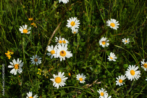 Tops of white daisies in green grass on a sunny spring day near Potzbach, Germany. photo