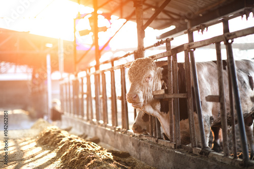 Beef cattle eating feed in a cattle farm photo