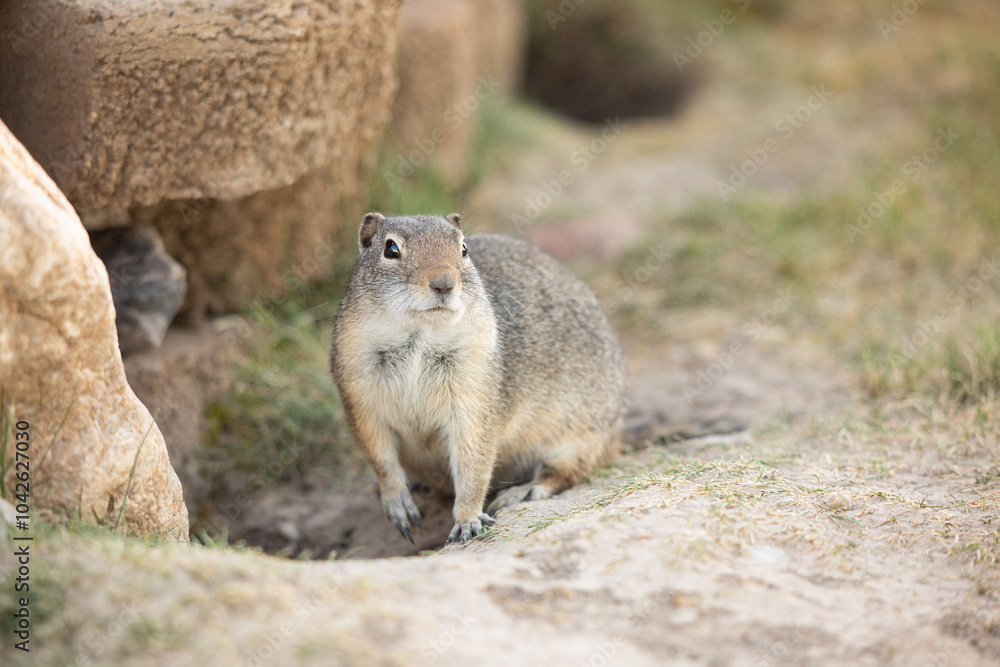 Naklejka premium Cute unit ground squirrel front view Utah