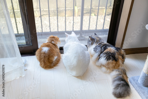 網戸の外を監視する3匹の飼い猫の後ろ姿 photo