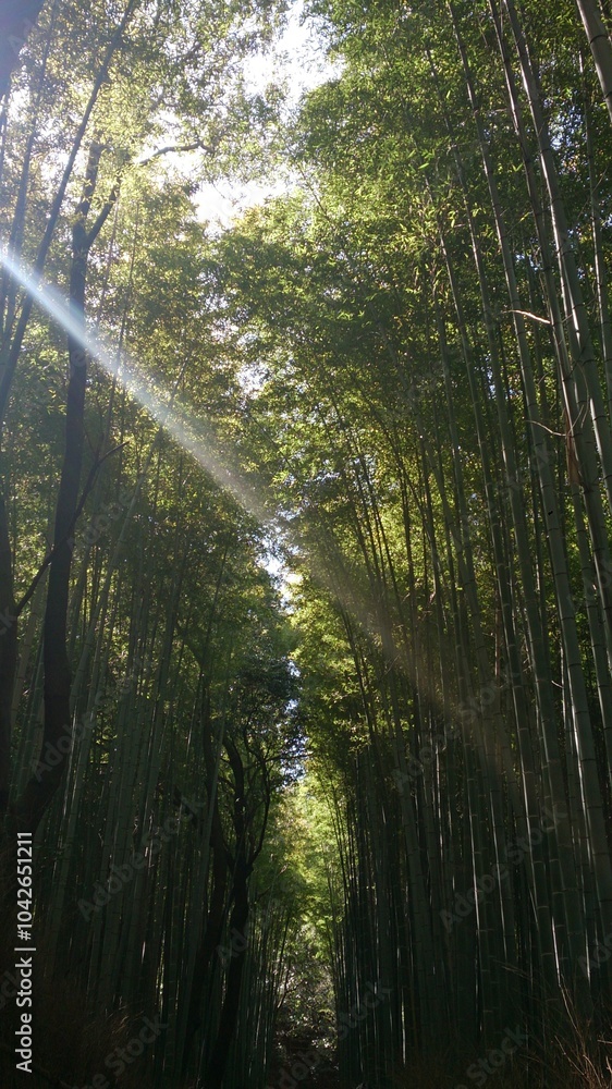 Sun Shinning during Nice Spring time in Bamboo Forest of UkyoWard, Kyoto in Japan Sun Shinning during Nice Spring time in Bamboo Forest of UkyoWard, Kyoto in Japan