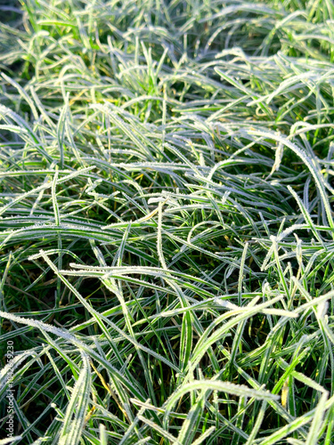 Frosty morning. The first frost. Frozen grass close-up, covered with hoarfrost photo