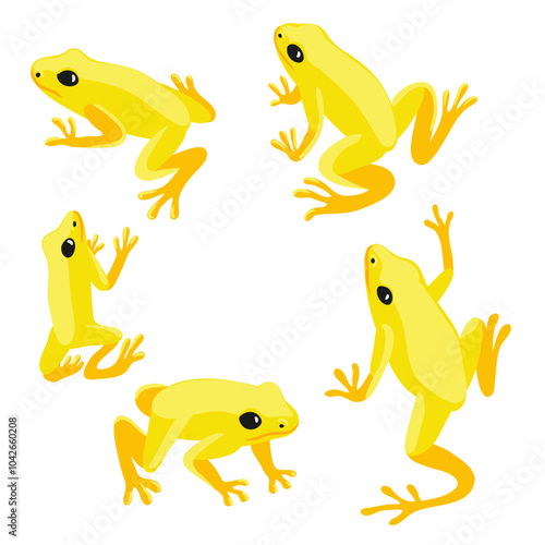 vector drawing golden poison frog, animal isolated at white background
