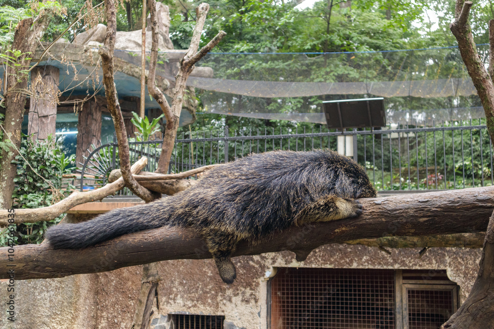 Naklejka premium Binturong in the zoo