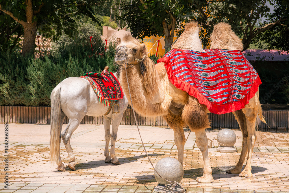 Naklejka premium A camel and a horse in the streets of Kashgar Old Town, Xinjiang, China