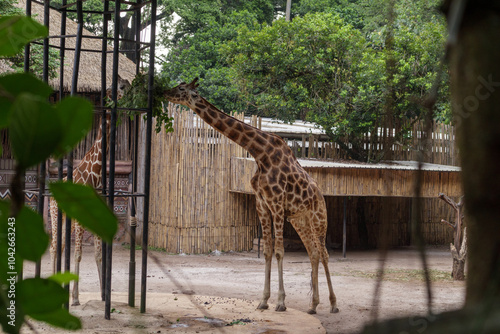 Photography giraffe in the zoo