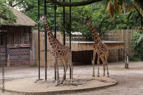 Sticker giraffe in the zoo