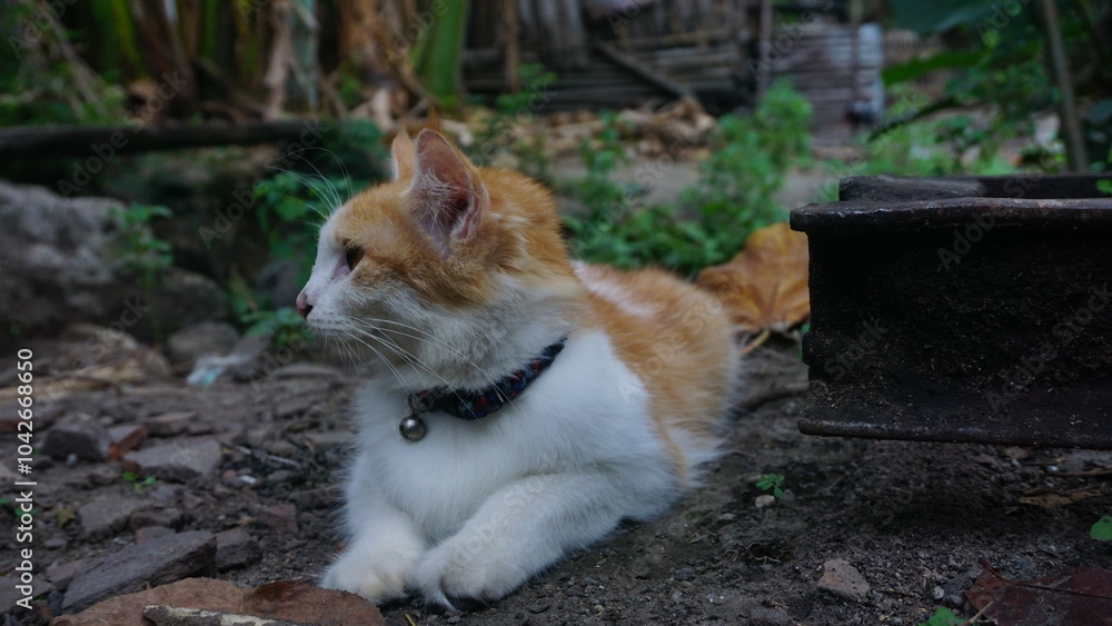 Photo of a cute orange and white cat lying in the yard Photo of a cute orange and white cat lying in the yard