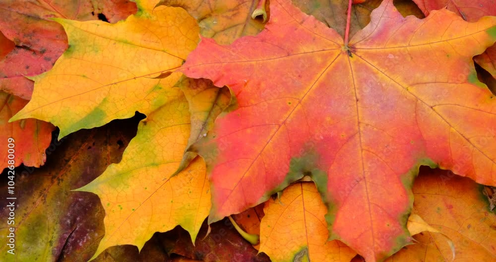 autumn oak leaves on rotation table autumn oak leaves on rotation table