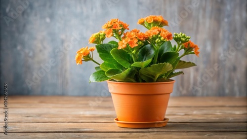 Wallpaper Mural Orange Kalanchoe flower in flowerpot, orange, kalanchoe flower, plant, flora, vibrant, bright, potted, foliage, fresh Torontodigital.ca