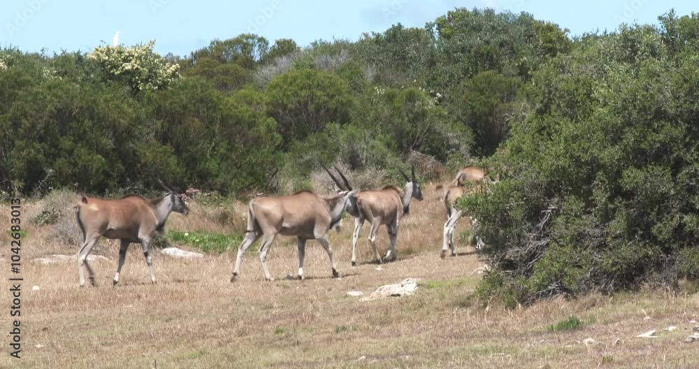 A herd of common eland walk away from left to right into thorny scrub A herd of common eland walk away from left to right into thorny scrub