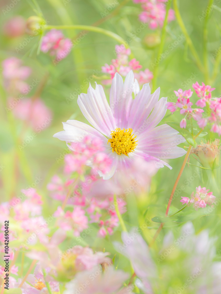秋の公園や花壇を彩るコスモスのある風景。背景。自然風景素材。