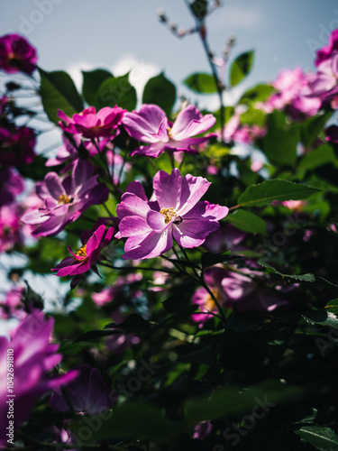 Wallpaper Mural Roses in the garden Torontodigital.ca