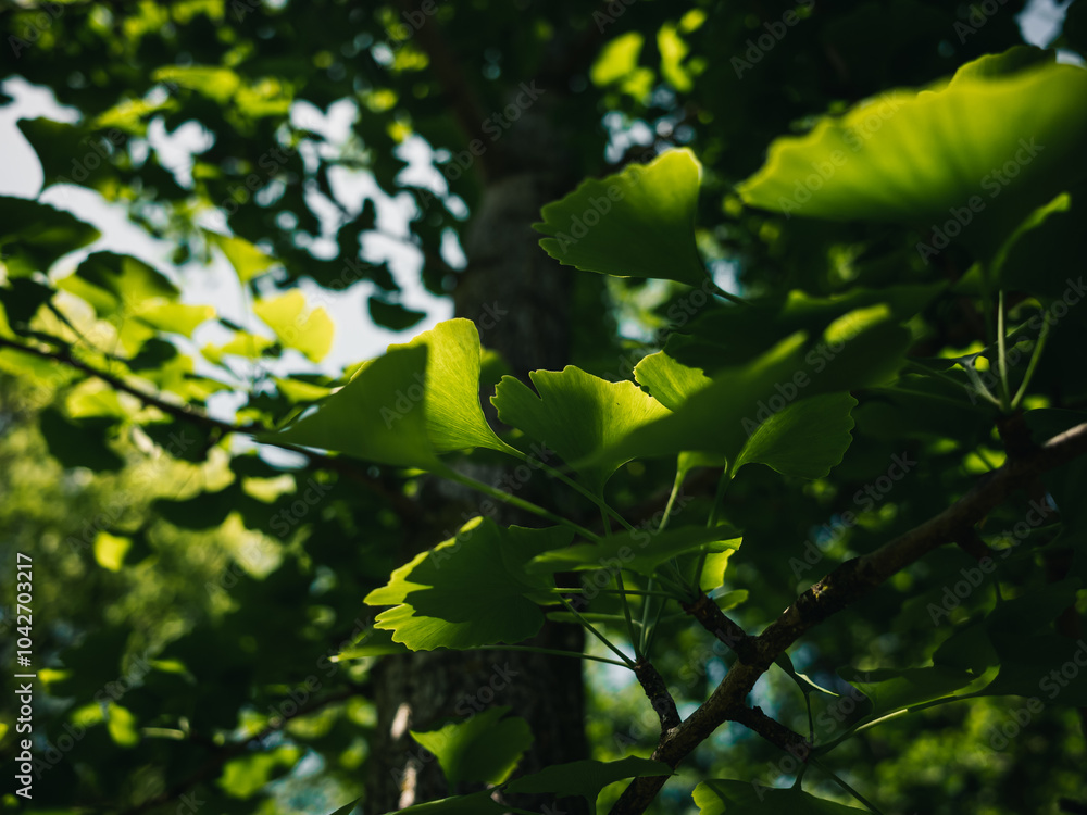 Leaves in the sunlight Leaves in the sunlight