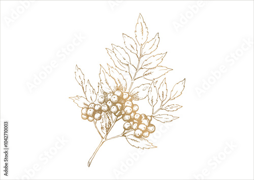 木の実と枝葉の線画イラスト　秋から冬の植物　金色のベクター素材