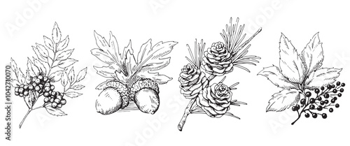 Obraz na płótnie 木の実と枝葉の線画イラストのセット 秋から冬の植物 白黒のベクター素材 w salonie