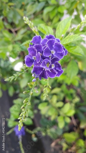 Duranta Flower, purple flowers in the garden photo