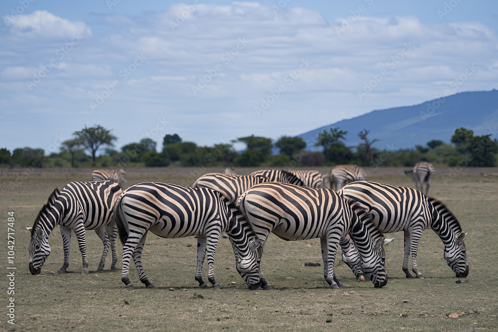 Zebra herd grazing on the open plains of Africa Zebra herd grazing on the open plains of Africa