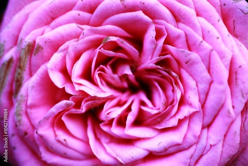 Wallpaper Mural A rose is a flower with a very beautiful color and means peace and love. Torontodigital.ca