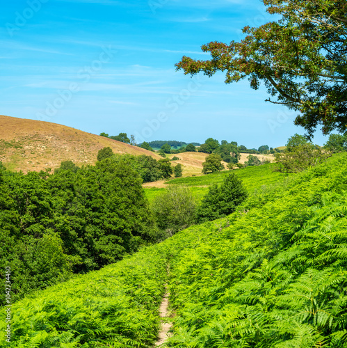 Obraz na płótnie Natural landscape of Shropshire, England w salonie
