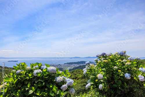 三ヶ根山上に咲く紫陽花　愛知県西尾市