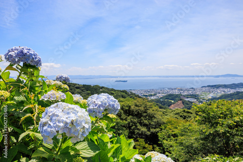 三ヶ根山上に咲く紫陽花　愛知県西尾市 photo