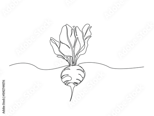 Continuous one line drawing of beetroot vegetable. Beetroot single line art vector illustration. Editable vector.