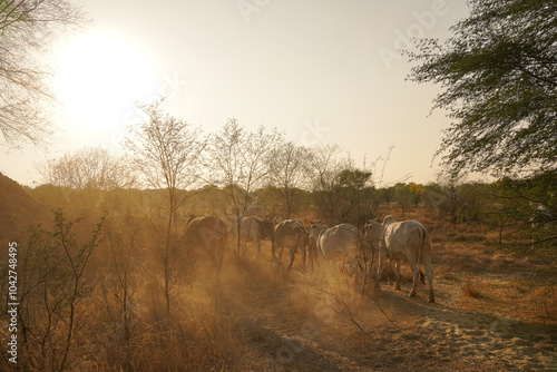 Canvas Print Sunlit Herd of Cows