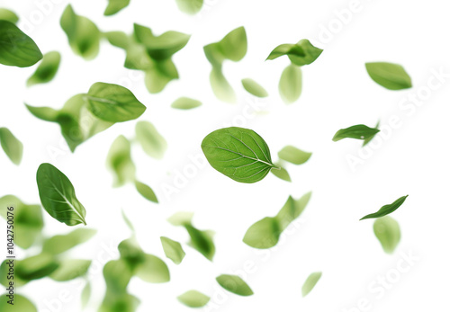 PNG Mint backgrounds plant herbs.