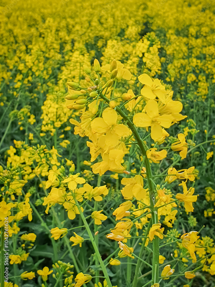 Obraz premium Vibrant field of bright yellow rapeseed flowers in full bloom, creating a stunning natural tapestry. Perfect for nature, agriculture, or springtime-themed projects.