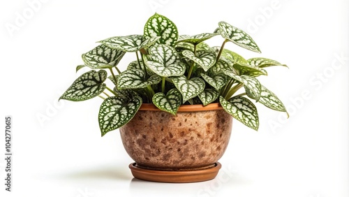 Hypoestes phyllostachya plant in vintage pot isolated on white background macro photo