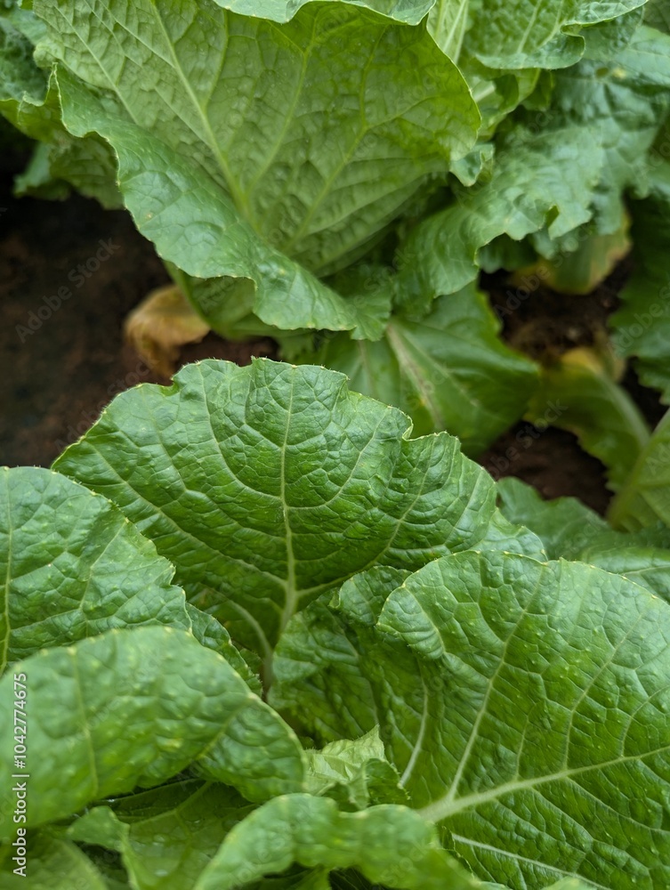 Infected cabbage plants, chinese cabbage garden in Don Duong Lam Dong, cabbage rotten by Edwinia bacteria Infected cabbage plants, chinese cabbage garden in Don Duong Lam Dong, cabbage rotten by Edwinia bacteria