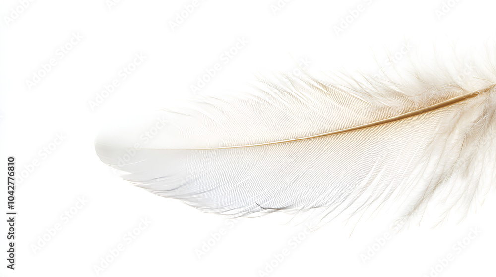 Obraz premium white feather white background