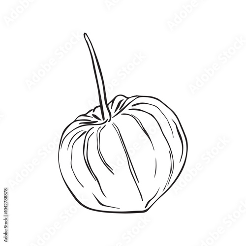 Vector illustration of physalis. Simple line drawing Superfood Physalis Tsiplukan Fruit